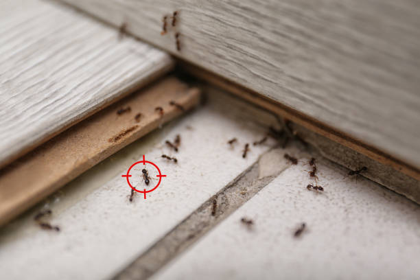 Professional Pest Control in La Porte, TX